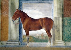 Sala dei Cavalli, detalhe mostrando um retrato de um cavalo castanho dos estábulos de Ludovico Gonzaga III de Mântua, 1528